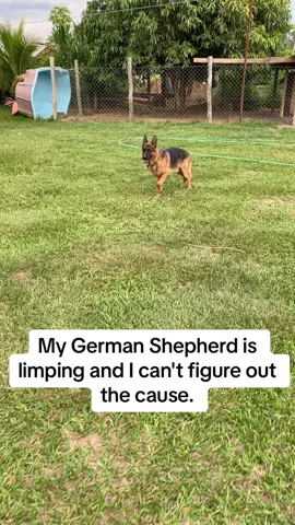 My German Shepherd is limping and I can't figure out the cause. 😓😢 #germanshepherd #shepherddog #dog #doglover 