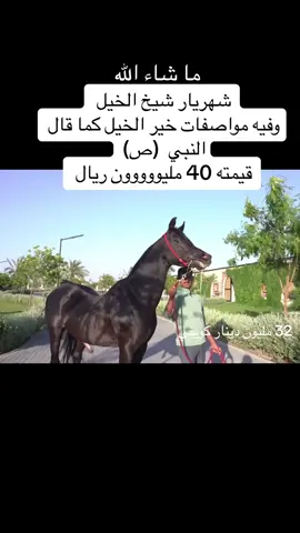 بقيمة 400 مليون ريال ماشاءالله شهريار شيخ الخيل كما قال راعيه ،، وفيه مواصفات خير الخيل كما قال النبي صلي الله عليه وسلم #ماشاءالله #شهريار #خيل #خيل_عربي_اصيل #شيخ_الخيل #خير_الخيل #الشعب_الصيني_ماله_حل 
