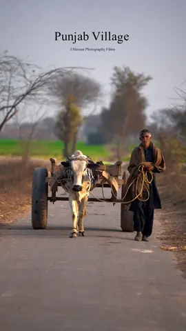 Punjab ❤️ #foryou #foryoupage #punjab #punjablife #village #villagelife #reels #viral #video #hassanphotographyfilms 