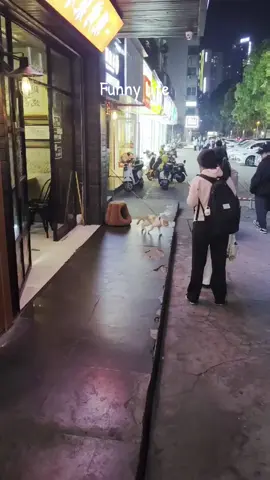 Dancing cat, moonwalk master, lol #cat #moonwalk #animals #funny #dance #dancingcat #funnylife #miklejackson 