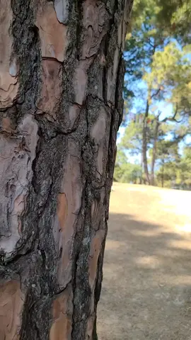 #happylosar #2080#trending #goviral #viralvideo #tiktoknepal🇳🇵 #forupage #foryou @𝕂𝕒𝕚𝕝𝕒𝕤𝕙 𝔾𝕦𝕣𝕦𝕟𝕘 @Shrijana Bista @Ranjita Neupane @pratima magar @Sarina Rai @Nabeena S Chhetrii ❤️❤️