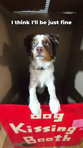 yes we might have made this (for a different video) #fyp #🐕 #funny #dogsoftiktok #australianshepherd 