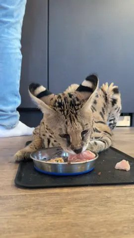 A dinner routine for a serval 🤍 she eats a fully raw diet, a mix of chicken, turkey, and rabbit usually