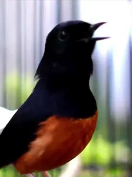 voice bird live wallpaper 4k