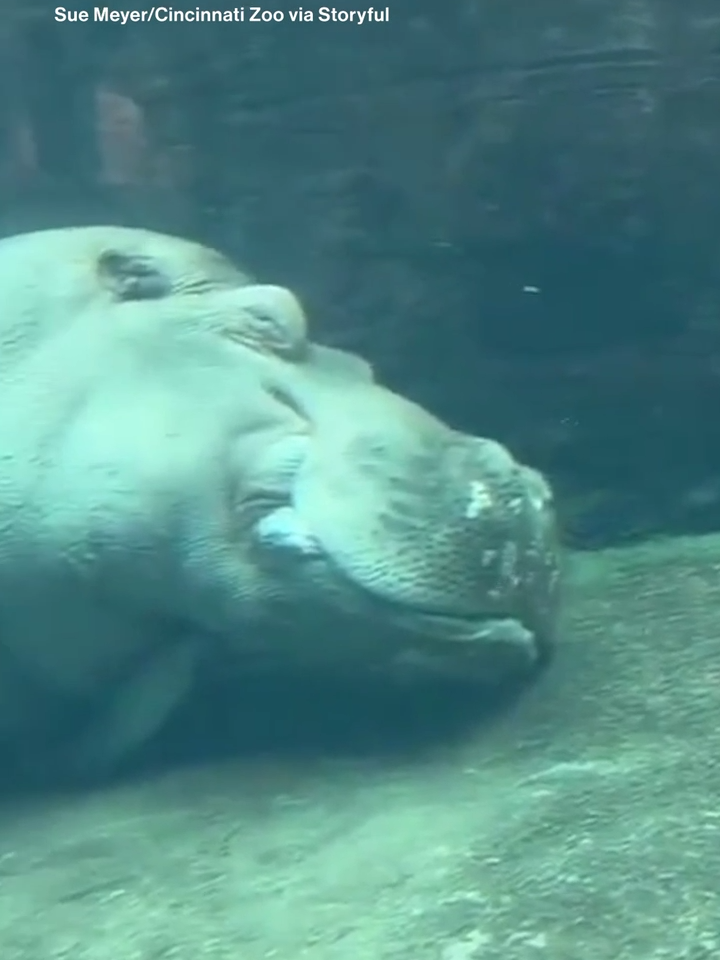 SLEEPY, SLEEPY HIPPO: An adorable moment of a trio of hippopotamuses calmly sleeping underwater was captured by a visitor at the the Cincinnati Zoo.
