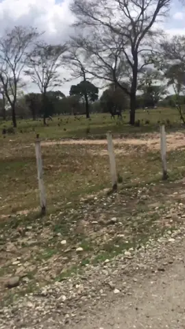 Animas bustilleras finca la candelaria #llanosvenezolanos #llanosdeportuguesa #lacapillaguanarito #viral #parati 