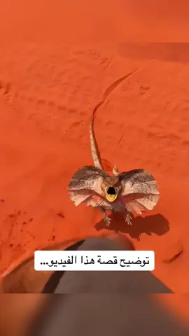 تابعوني وتابعوا الفيديو للنهاية 👀 #تعلم_على_التيك_توك  1. المظهر: تتميز السحالي المزركشة بجسم نحيل وذيل طويل ورأس نسبيًا كبير. إذ يمكن أن تصل إلى طول 3 أقدام (1 متر)، ويشكل الذيل حوالي ثلثي الطول الإجمالي. التاج القماشي سمة بارزة وعادة ما يطوى على الجسم، ولكن يمكن تمديده عندما تشعر الحيوان بالتهديد، مما يجعله يبدو أكبر وأكثر تخوفًا. 2. وظيفة التاج القماشي: الغرض الرئيسي من التاج القماشي هو الدفاع. عندما يشعر بالتهديد، تفتح السحلية المزركشة فمها على نحو واسع، وتفتح التاج القماشي، وتصدر صوت هدير بصوت عالٍ. يكون هذا العرض غالبًا ما يكفي لابعاد الحيوانات المفترسة أو التهديدات الأخرى. يتم دعم التاج القماشي بواسطة شوك طويلة من الغضروف، مما يوفر الصلابة عندما يتم تمديده بالكامل. 3. الموطن: تعيش السحالي المزركشة في المناطق الاستوائية والمعتدلة الدافئة في شمال أستراليا، بما في ذلك الغابات والسهول والأراضي العشبية. كما يتواجدون في بعض أجزاء جنوب غينيا الجديدة. تعتبر هذه السحالي أساسًا مستوطنة الأشجار، مما يعني أنها تقضي الكثير من الوقت في الأشجار، ولكنها تنزل أيضًا إلى الأرض للبحث عن الطعام. 4. الغذاء: السحالي المكشكشة لاحمة، وتتكون غذاؤها في الغالب من الحشرات والعناكب والزواحف الصغيرة وأحيانًا الثدييات الصغيرة أو الطيور. إنها ماهرة في التسلق ويمكنها الصيد على الالأشجار، باستخدام بصرها الممتاز وحنكتها السريعة لصيد فريستها. 5. السلوك: تعتبر السحالي المكشكشة كائنات منعزلة عمومًا وتكون الأكثر نشاطًا خلال النهار. لديها طريقة مميزة في الركض، حيث تقف على قدميها الخلفيتين وذيلها أثناء الركض. يسمح لها هذا النمط الفريد في الركض بالتحرك بسرعة وكفاءة عبر الأرض. 6. التكاثر: تكون السحالي المكشكشة من النوع البيوضي، مما يعني أنها تضع البيض. تضع الإناث مجاميع من 8 إلى 23 بيضة في عش ضحل، يحفرنه في التربة أو ورق الأشجار المتساقطة. تفقس البيض بعد حوالي 60 إلى 70 يومًا، وتكون السحالي الصغيرة مستقلة منذ الولادة. تعتبر السحالي المزركشة سحالي رائعة معروفة بمظهرها الجذاب وسلوكها الدفاعي. إنها جاذبة شعبية في حدائق الحيوان وتحمى في مواطنها الطبيعية بسبب خصائصها الفريدة وأهميتها البيئية. #LearnOnTikTok 