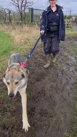 Of course we work for the RSPCA... 🥰😍 #adoptdontshop #rspca #rescuedog #rescuecat #rescuerabbit #dogsoftiktok #rabbitsoftiktok #catsoftiktok #RSPCABirmingham #fyp 