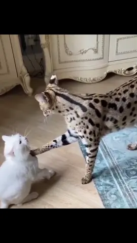 he has no enemies #serval #cat #cute #noenemies #i #foryou #fypp #catsoftiktok #fypシ #vinlandsaga #i #f  #fypp #fypシ゚viral 