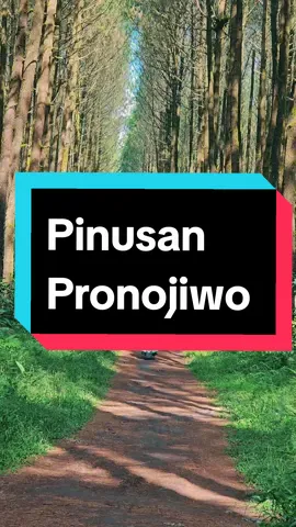 PINUSAN PRONOJIWO #ADA yg Pernah kesini lurr???? #hutanpinus #vespaclasik #vespaindonesia #vespa #pronojiwo #lumajang #lumajangsatu #explorejawatimuran #semerulumajang #wisatalumajang #piketnol 