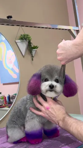 A colorful baby #dogs #doggrooming #dogsbylogan #funnydog #cutedogs