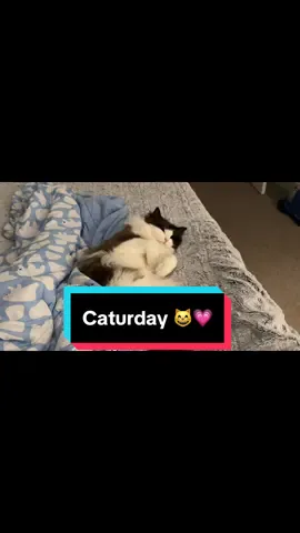 💗💗💗 #cats #ragdoll #ragdollcatsoftiktok #catoftiktok #catvideos 