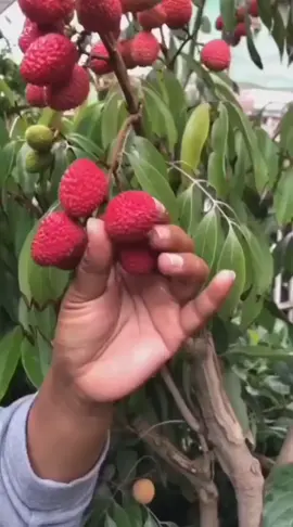 leci Merah... tersedia untuk informasi pemesanan bibit silahkan cek di keranjang kuning #fyp #fypシ゚viral #tiktokvideoviral #tiktokviral #tiktok #tiktokviral 