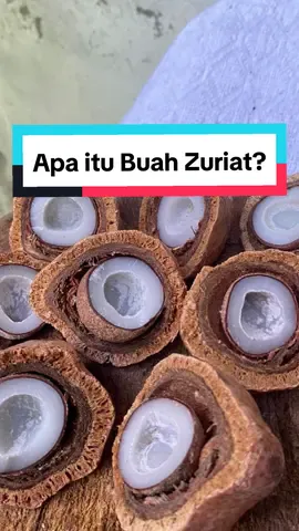 Buah Zuriat merupakan salah satu buah yang mengandung nutrisi yang tinggi #zuriat #zuriatbandaaceh #promil #zuriatkembar 