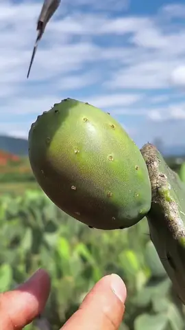 (1 minute) Amazing Fruit 😱 #asmr #fruit #fruits