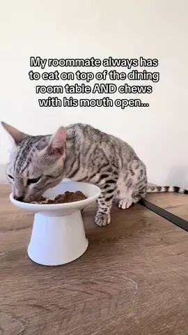 He’s always late on rent too #fyp #rude #catsoftiktok #bengalcat #explore #snowbengalcat #bengalcatworld #bengalcatlove #snowbengal #actives? #catmom 