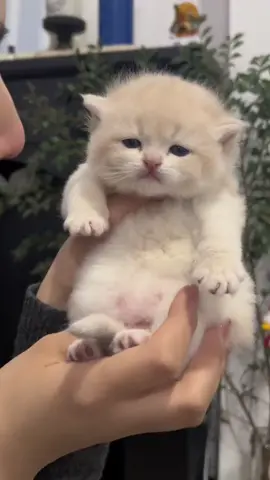 #kitten #kittensoftiktok #fyp 