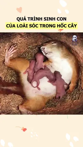 Quá trình sinh sản của loài sóc #xuhuong #dongvat #thucung #sóc 