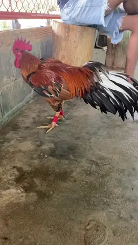 #ค่ายไก่ส.สรรเพชร💎#เเจ้ทองหยิบ🐓#ผ่านไฟท์เเรกเเบบน้วนๆ#สนามดอนเค็จ#อย่าปิดการมองเห็น 