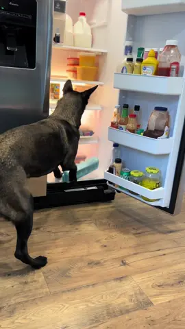 Dogs Try To Grab Eggs From Fridge Funny#doglife #happydog #smartdog #DogTraining #belgianmalinois 