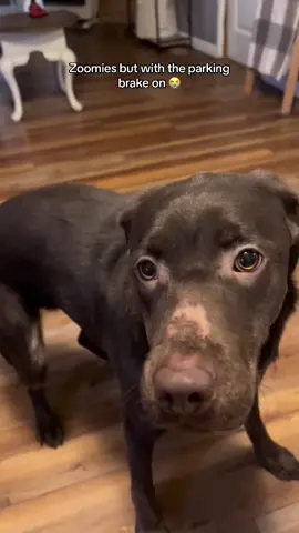 The slowest zoomies because she just slipping and sliding 😭 (@Connie Turner7419) #dog #dogsoftiktok #labrador #cute #funny #comedy #hoest 