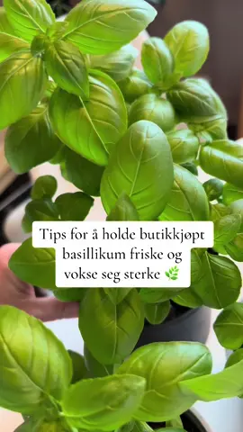 Basillikum, er ikke bare en velsmakende urt brukt i matlaging, men det har også en rekke medisinske egenskaper. Den inneholder essensielle oljer, vitaminer og mineraler som kan være gunstige for helsen. Basillikum har blitt brukt i tradisjonell medisin for å lindre fordøyelsesproblemer, redusere betennelse, bekjempe infeksjoner og til og med forbedre mental klarhet. Med sin antioksidant- og antibakterielle egenskaper kan basillikum bidra til å styrke immunforsvaret og fremme generell velvære. #urtemedisin #naturmedisin #planter #urte #plantetiktok #plantehack #fordegside #matsommedisin #næring #nyttig 