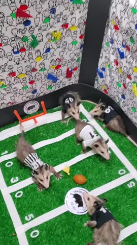 🏈It’s game day!! 🏈 Time to celebrate with our Opossum Bowl sponsored by @Trash Cat Coffee  Which team do you think will win? #petrisplace #wildlifesanctuary #trashcats #animalrehabilitation #animallovers #gameday #SuperBowl #football #usfootball #animalrescue #animalrehab