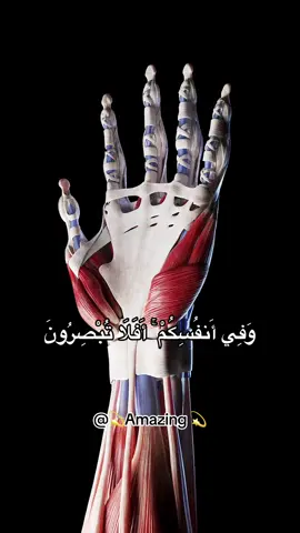 وفي انفسكم افلا تبصرون #enrgy #foryoupage ##القران_الكريم #fyp #fypシ #foryou #explore #اكسبلور #foryouالطاقه 