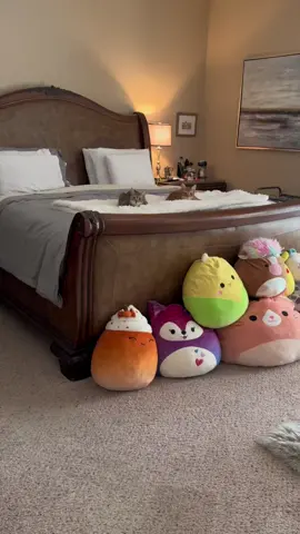 ☺️☺️☺️ #cats #cat #catsoftiktok 