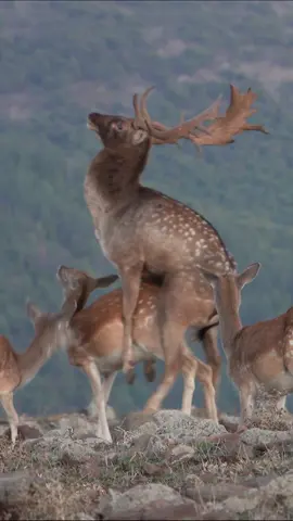 Fallow buck breeding doe in Bulgaria #fallowdeer #buck #fallowdeerbuck #breeding #rut #animals #mating #nature #adventure #fallowrut 