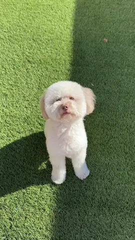 Thank you @TBS Network 🐾 #StupidPetTricks 