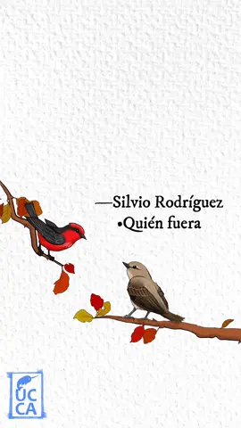 •Silvio Rodríguez — Quién fuera 🐦🐦 #silviorodriguez #quienfuera #ojala #letrasdecanciones #lyrics #musicabonita #boleros #trova #aves  #ilustraciondigital #fypage 