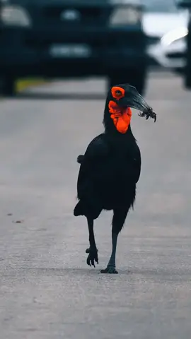 Shutting down the traffic,southern ground hornbill dominant appearance.#bird 