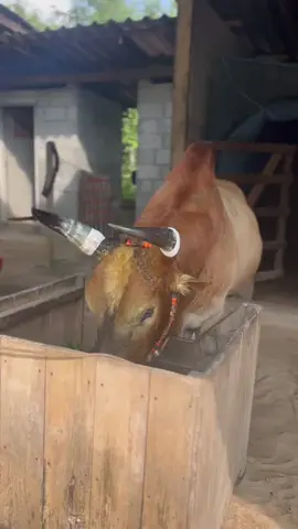 ตอเช้าเจอกันสมาชิก#ลันดาใจเด็ดเพรชเกาะทวด #ไอลูกเพชร❤️🐂 #ฟีดดดシ 