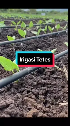 Irigasi Tetes  #petanikreatif #petanimodern #efesiendanefektif #fyp #viraltiktok #foryou 