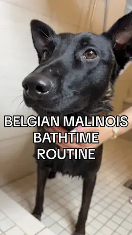 Let’s give my Belgian Malinois a bath ✨ASMR✨ edition🛁🫧 #dogbath #doggrooming #belgianmalinois 