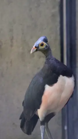 hi birdlovers 👋 kenalan sama burung endemik dari Pulau Sulawesi ini, namanya Burung Maleo. birdlovers ada yang udah pernah ketemu burung ini secara langsung di alam? #balibirdpark #maleo #sulawesi #bali 