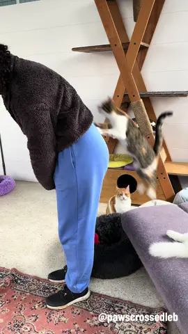 Noah & her super power❤️ She is our hernia girl❤️ Noah is up for adoption❤️ She is 7 months old, vaccined, soon to be spayed! A very active cat, cuddly, very very smart, fierce and most importantly veryyy loving❤️ #cat #catsoftiktok #kitten #kittensoftiktok #fyp #cute #explore #catlover #adoptdontshop 