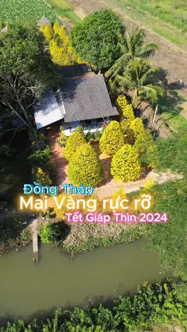 Một ngôi nhà đơn sơ quanh vườn Mai Vàng, nhìn thích mê 😍🤩 🇻🇳🇻🇳🇻🇳 #tet2024 #maivang #dongthap #vietnam #vietnamtoiyeu 