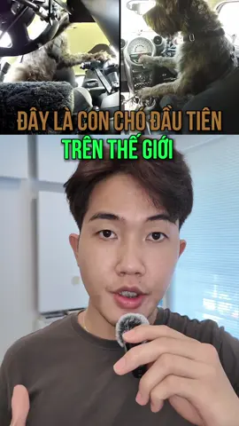 Thua cả một con chó là có thật 😂  #caocuongvu #vulaci #hoccungtiktok #LearnOnTikTok #thanhthoiluottet 