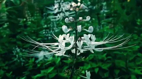 #kumiskucing#tanamanherbal #nature#cinematic#aesthetic #fyp#foryoupage 