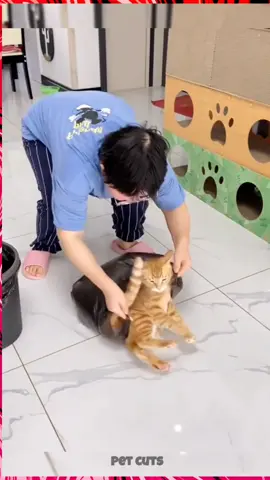 Cat into garbage cover  #foryou #fyp #funny #comedy #viral #trending 