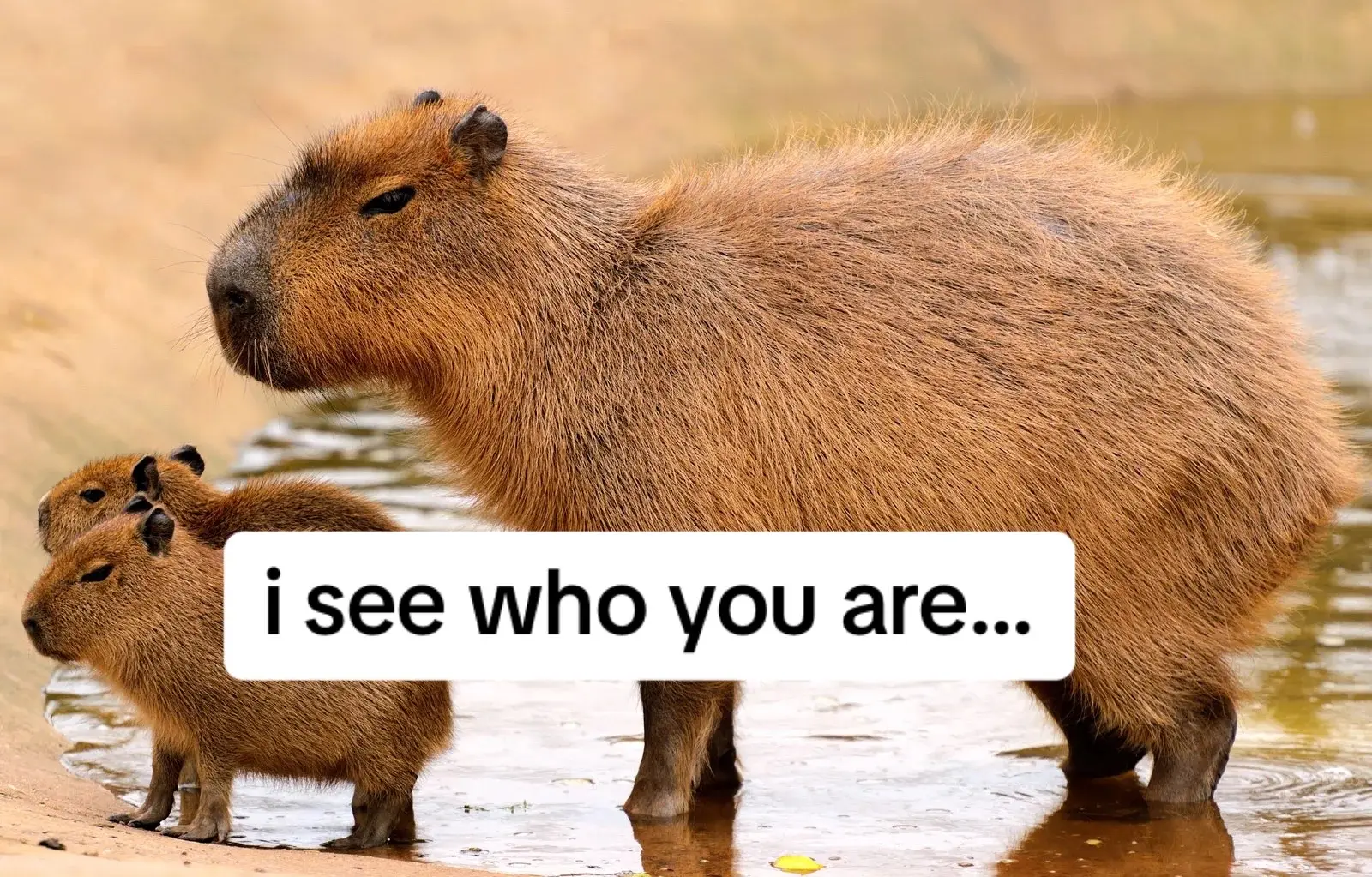capybara poop bed incident #youaremyenemy #myenemy 