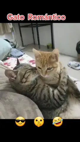 #gatos #enamorados #humortiktok 