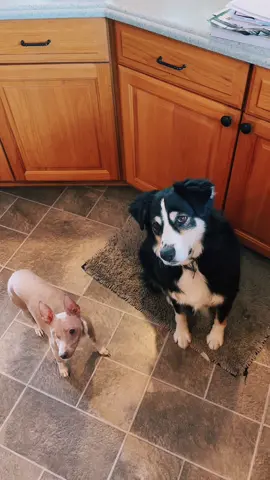 🐾🐾 #aussie #australianshepherd #ratterrier #dogsoftiktok #ithinkilikethislittledog #dogtreats #ratterriersoftiktok #oneeyeddog 