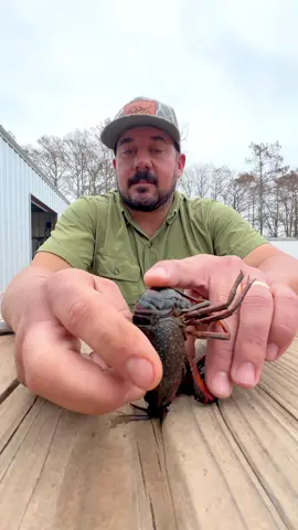 🤯 We saw this video @Jacob Knowles posted a while back, then one of our buddies pointed out you can also put crawfish to sleep the same way. Pretty remarkable phenomenon. Anybody know the mechanism here?  Shout out to Jacob! We love his content. Looking to link up sometime soon. #crawfish #lobster #louisiana 