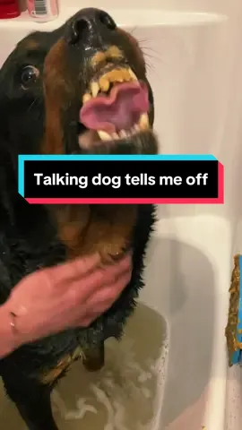 Why this dog talking. Tell me off. Calling me a liar and telling me quit that whike giving him a bath?!!  This rottweiler crazy #rottierumble #viral #rottiepurr #PetsOfTikTok #fyp #talkingdog #rottweilers #smiledog 