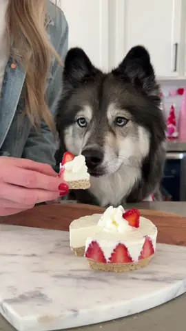 Strawberry cheesecake for my furry Valentines! 🍓🍰 Ingredients:  1 cup rolled oats  1/3 cup unsweetened apple sauce  Strawberries  1/2 cup low-fat plain cream cheese 1 tbsp kefir  2 cups heavy whipping cream  Directions:  1. Pulverize the oats in a blender and then add them to a bowl with the applesauce. Mix it together and add half of the dough to a 4” spring pan and smooth it out with the back of a wet spoon. Bake at 350 degrees for 15 minutes.  2. Cut the tops off of 3 strawberries so they are the same height and then slice them into thin slices. Once the crust has cooled, add the strawberry slices to the outer rim of the pan.  3. For the filling combine the cream cheese and kefir then add it to your the top of your crust. Refrigerate for a couple hours until it firms up.  4. Optional: to make the whipped cream add the heavy whipping cream to a canister and charge it with a new cartridge. Shake it about 10 times, if it isn’t thick enough you can shake it a few more times until it’s the right consistency!