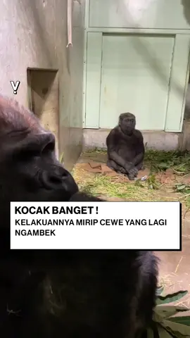 Kayak cewek lagi tantrum gak sih 😂 - Follow Instagram : @vakanzi.id #orangutan #tantrum #videolucu #vakanzi 