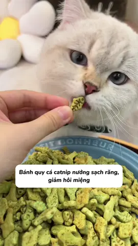 Nhai bánh cá trông ngon dễ sợ 😝 #pet #xuhuong #trending #catoftiktok #fyp #mèo #PetsOfTikTok #cỏmèo #catnip #tiktok 